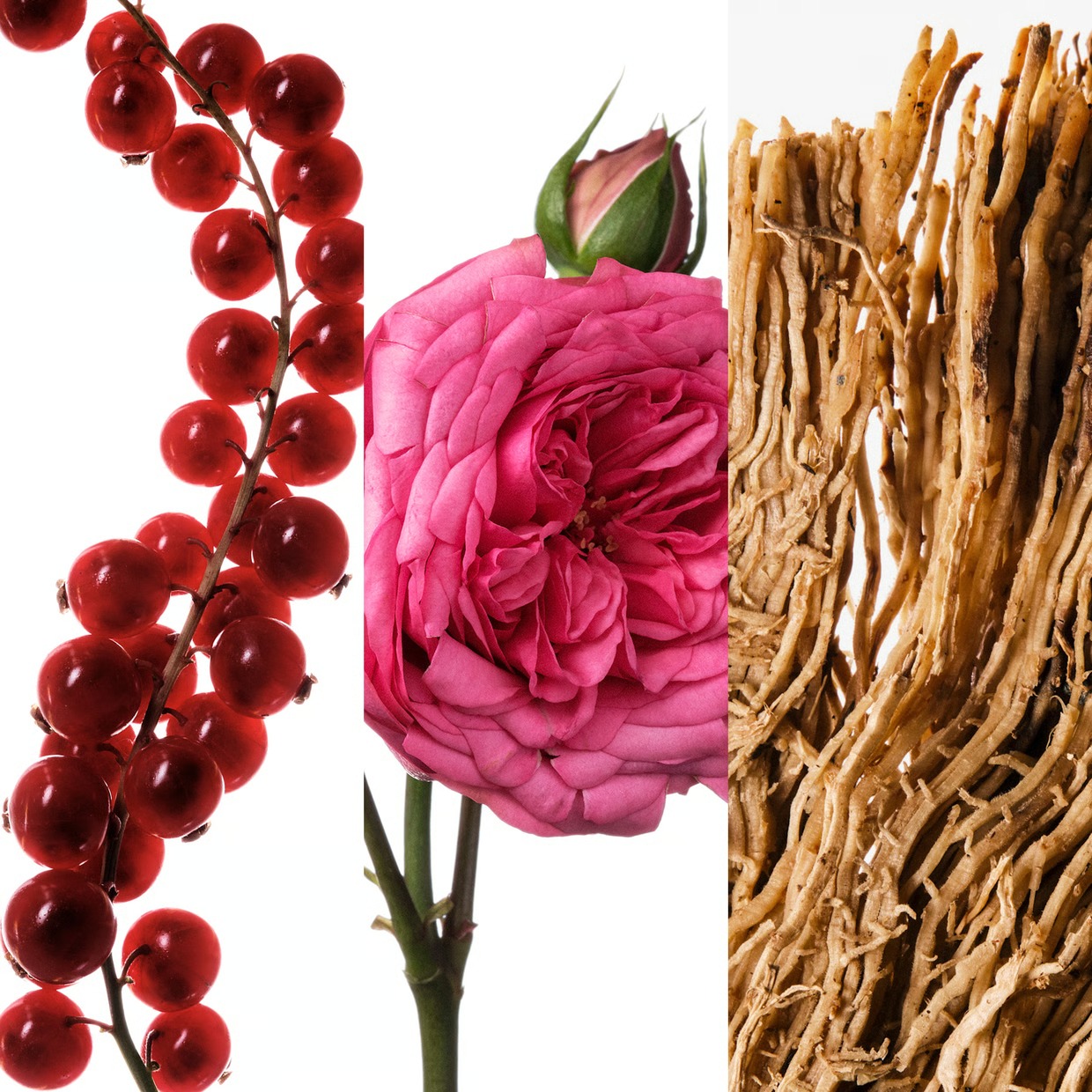 عطر كارولينا هيريرا فيري جود ج - مراجعة Women'S Perfume Rose Fragrance وسعره